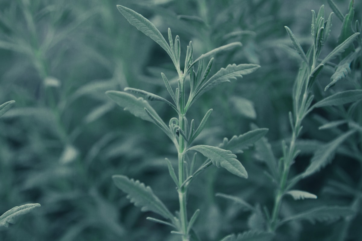 Natural wellness approach
